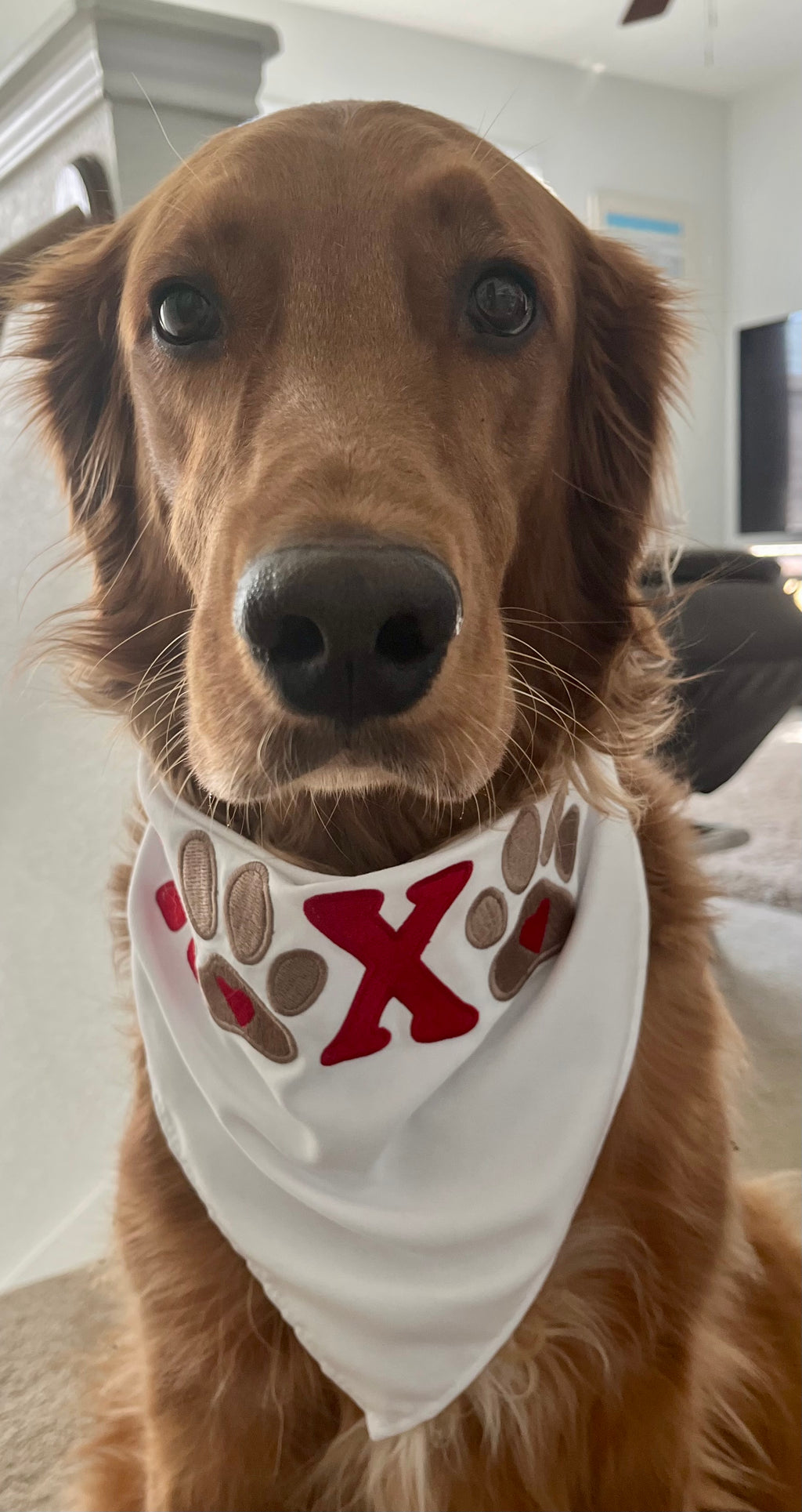 Doggie Valentines Day embroidered Bandana XOXO
