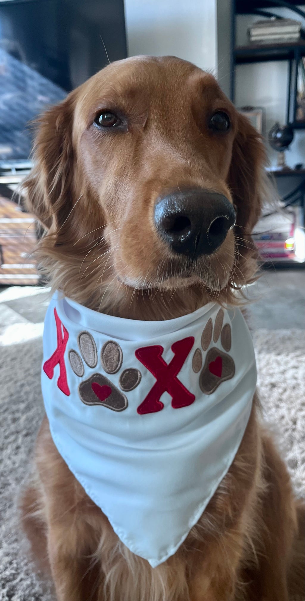 Doggie Valentines Day embroidered Bandana XOXO